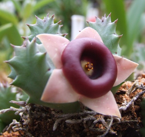 Huernia insigniflora : Photographed by Erhan Uludag